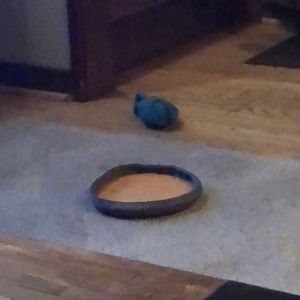 Meet your Posher, Bashi